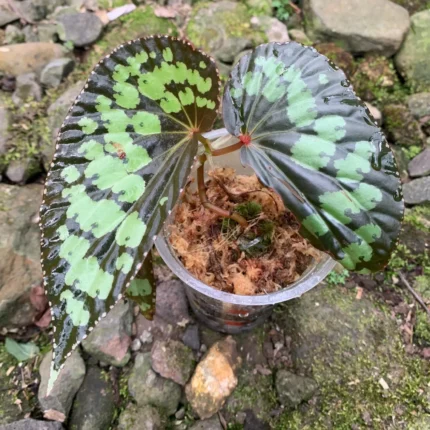 Begonia umbrella