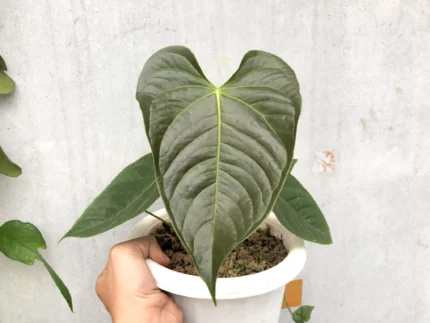 Anthurium chamberlain