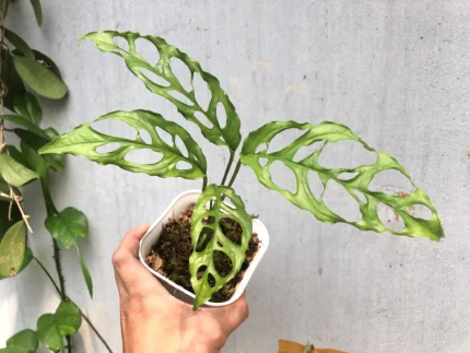 Monstera obliqua