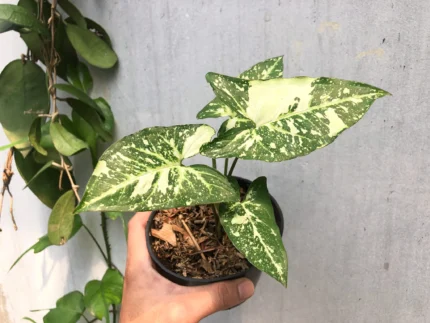 Syngonium panda