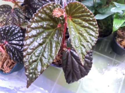 Begonia daun hitam