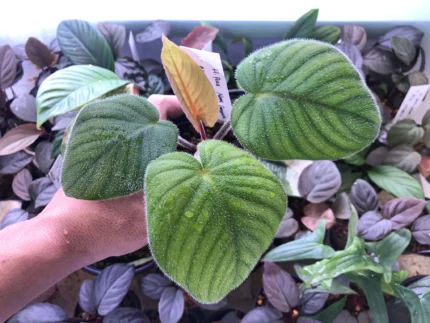 Homalomena pexa