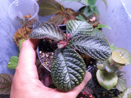 Archantera silver line