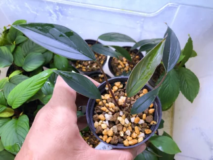 Homalomena cf Pyrospatha