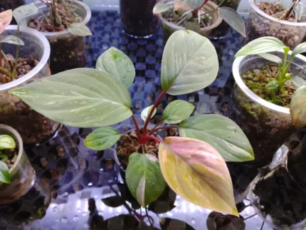 Homalomena humilis Variegated