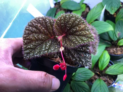 Begonia sp fuzzy