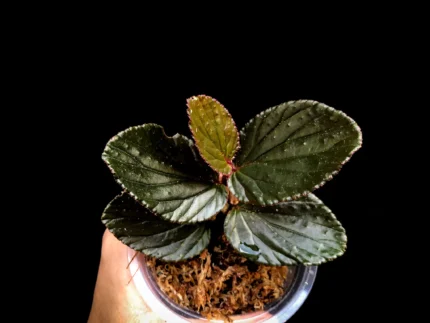 Begonia inggitiae
