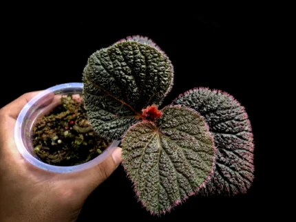 Begonia baik