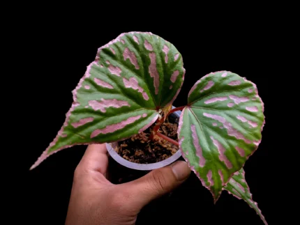 Begonia roseopunctata