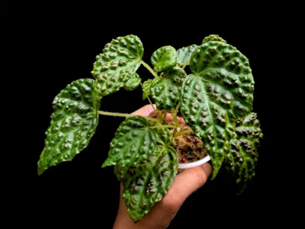 Begonia dracopeltata