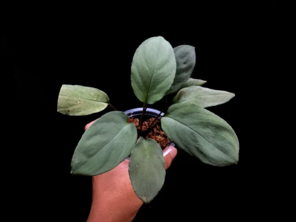 Homalomena platinum silver