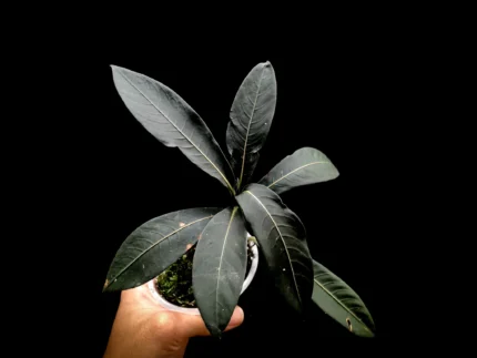 Labisia sp black papua