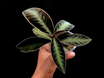 Labisia sp dark Borneo