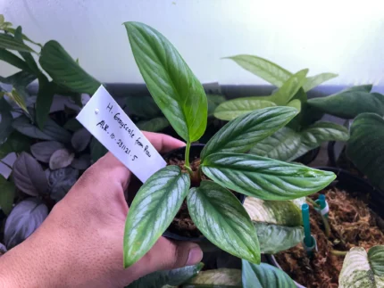 Homalomena grayscale riau