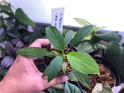 Homalomena sp Agure