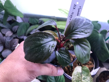 Homalomena sp red metallic