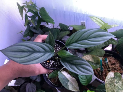 Homalomena grayscale Borneo